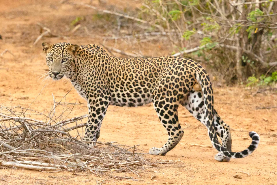 A leopard walking through dry grass and woodland in Yala