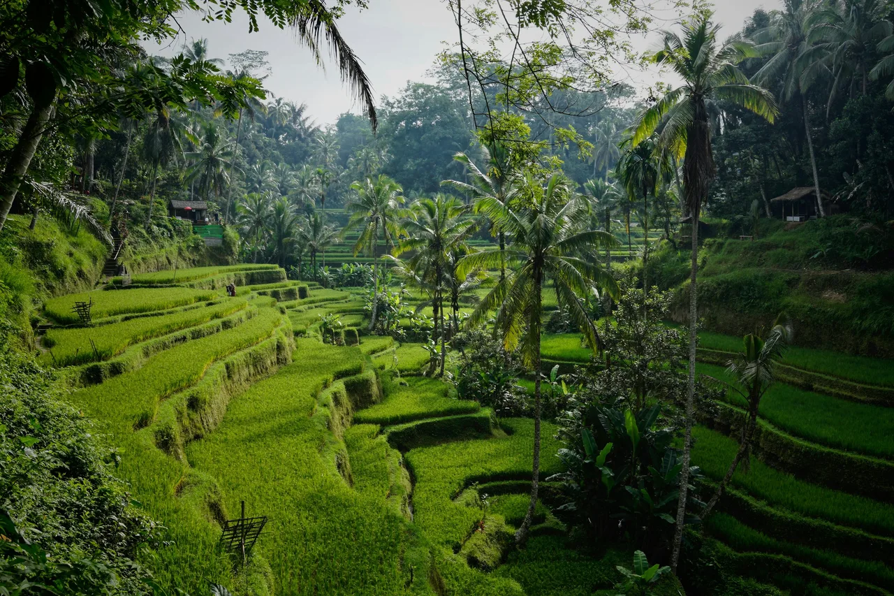 Lush green rice terraces bordered by coconut palms
