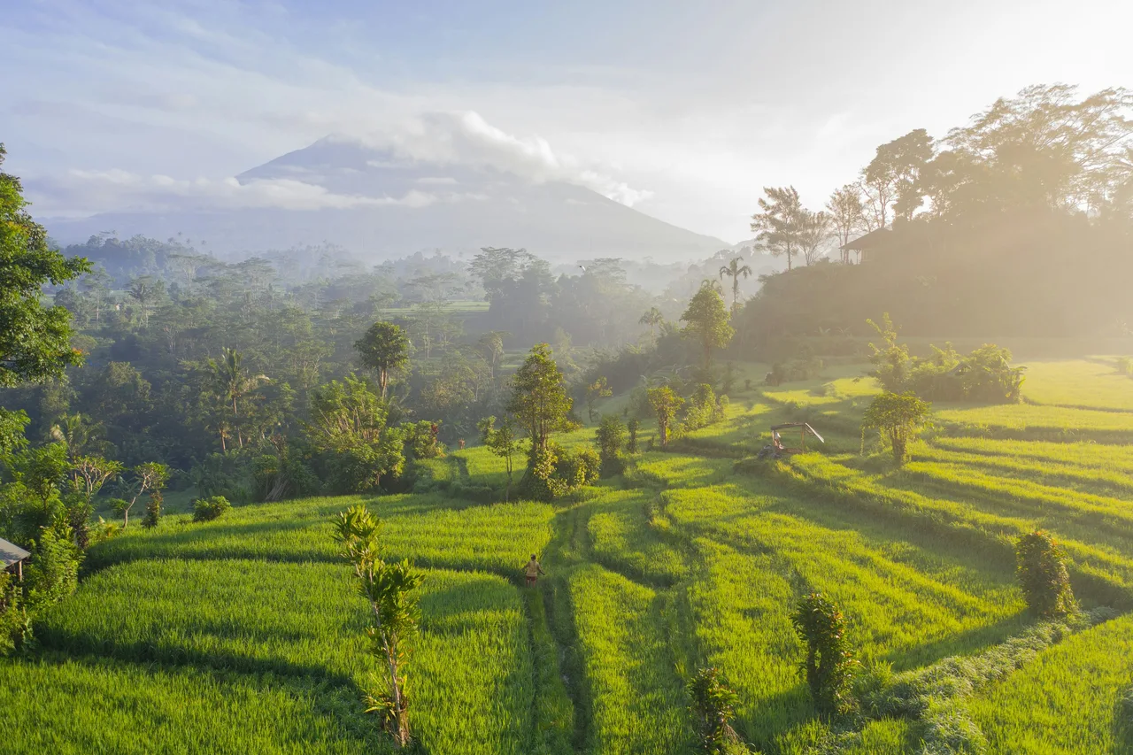 Sunlight falling across rice fields with a mountain in the distance