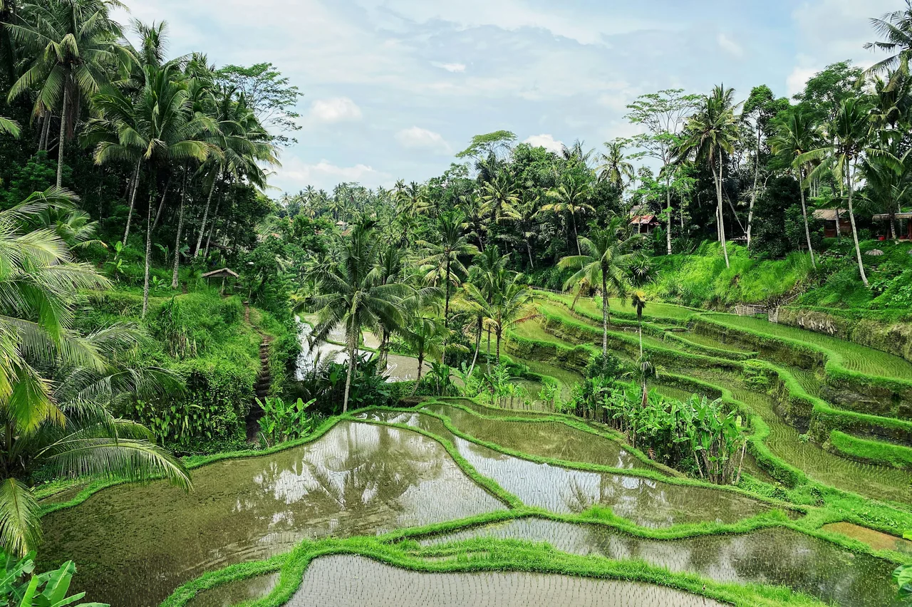 Water-filled rice terraces lined with tropical palms