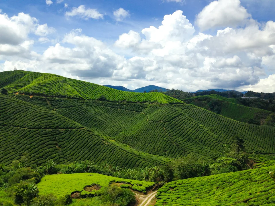 Tea plantations spread across green hills under white clouds