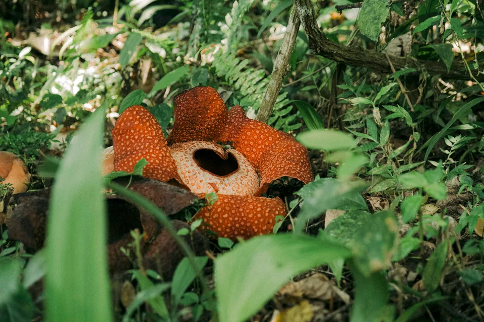 A large rafflesia flower among green rainforest leaves