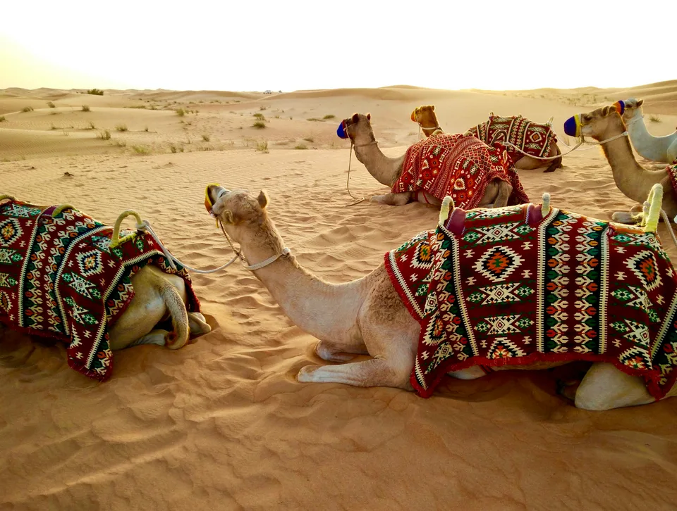 Camels resting on sand with colourful woven saddle blankets