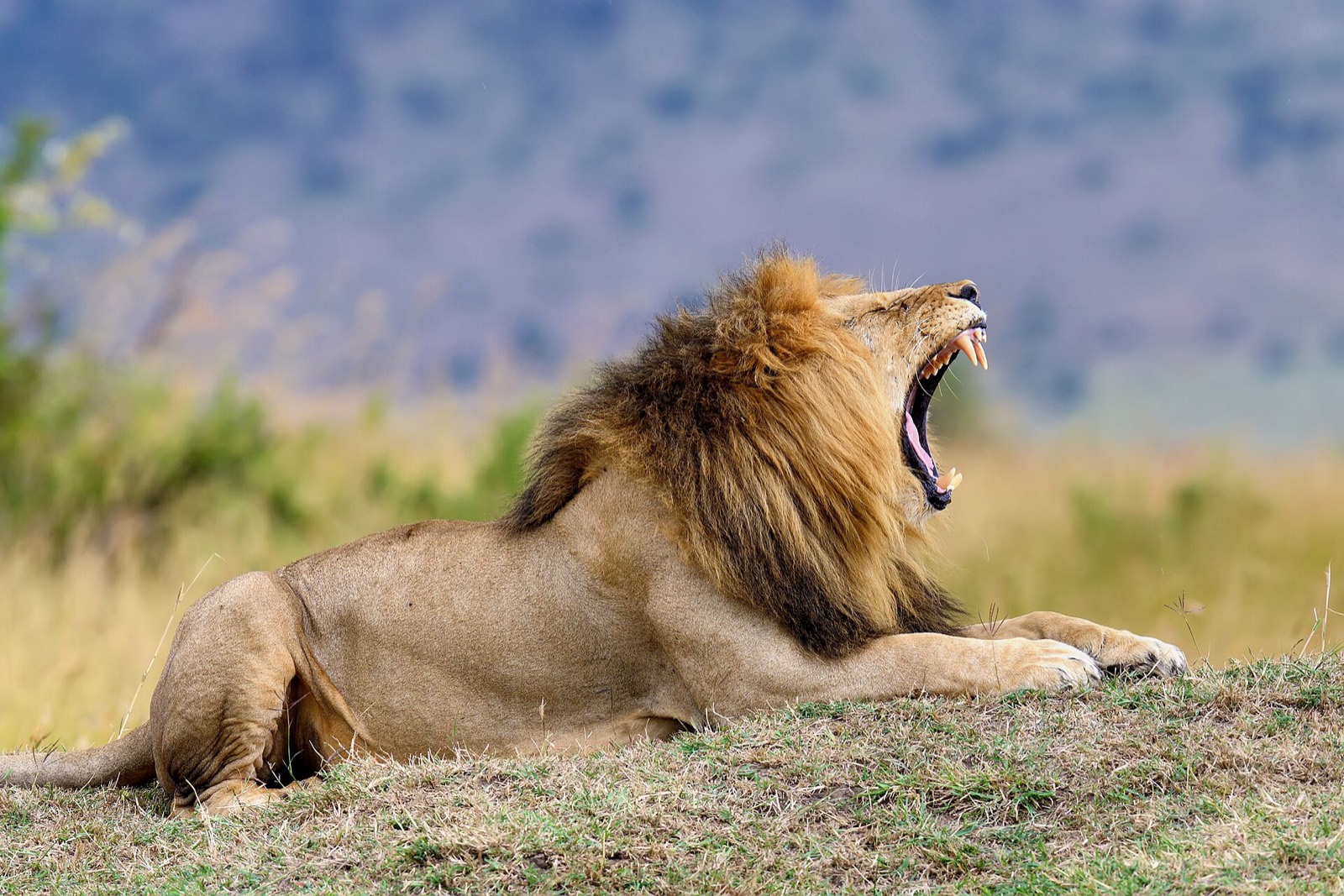 Kenya